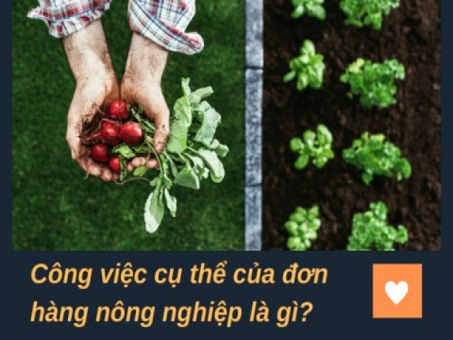 Xuất khẩu lao động đơn hàng nông nghiệp gồm những công việc gì?