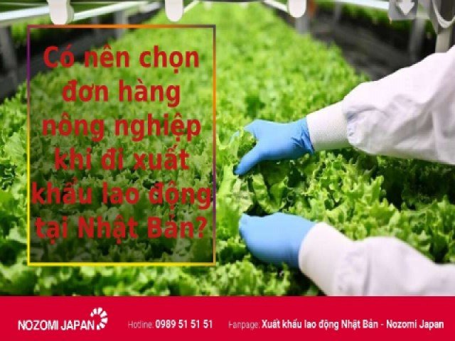 Xuất khẩu lao động Nhật Bản đơn hàng nông nghiệp